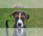 Small #13 Mutt