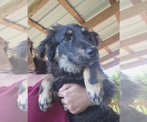 Mutt Dogs for adoption in Aurora, IN, USA