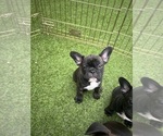 Litter of 5 - Female French BulldogLitter of Puppies for Sale - Photo #21