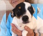 Small Rat Terrier