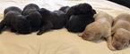 Small Photo #5 Labrador Retriever Puppy For Sale in BOWIE, TX, USA