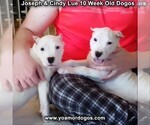 Small Photo #110 Dogo Argentino Puppy For Sale in PINEVILLE, MO, USA