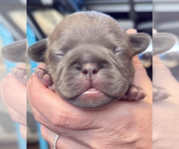 Medium Photo #6 American Bully-French Bulldog Mix Puppy For Sale in WINSTON-SALEM, NC, USA