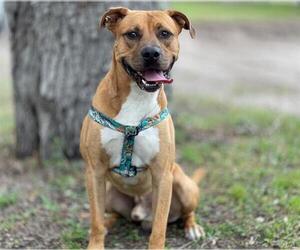 Chow Chow-Unknown Mix Dogs for adoption in St. Cloud, FL, USA