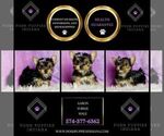 Small Photo #27 Yorkshire Terrier Puppy For Sale in WARSAW, IN, USA