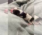 Small #1 English Springer Spaniel