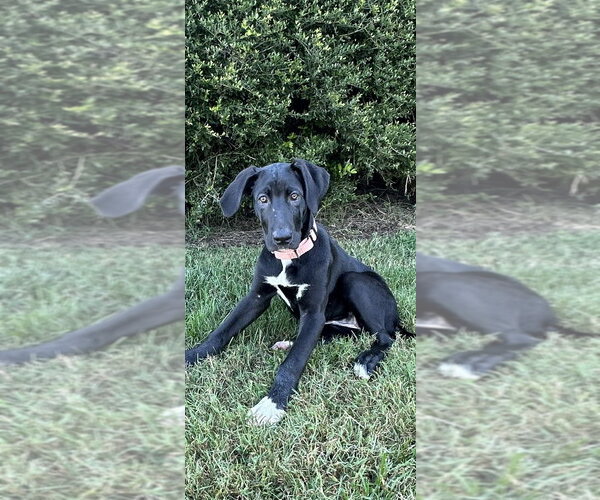 Medium Photo #4 Great Dane Puppy For Sale in Mooresville, NC, USA