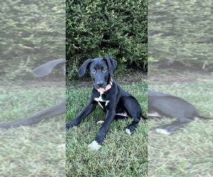 Winnie - Female Great Dane Dog for Adoption - Photo #4