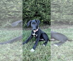 Small Photo #4 Great Dane Puppy For Sale in Mooresville, NC, USA
