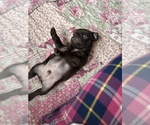 Small Photo #55 Pug Puppy For Sale in BLOOMINGTON, IL, USA