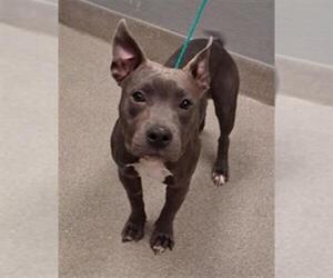 Mutt Dogs for adoption in Las Vegas, NV, USA