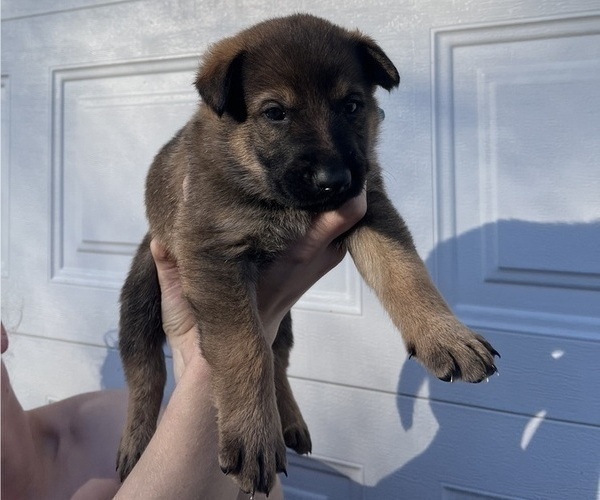 Medium Photo #2 German Shepherd Dog Puppy For Sale in KANSAS CITY, KS, USA