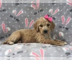 Small Photo #16 Goldendoodle Puppy For Sale in LAKELAND, FL, USA