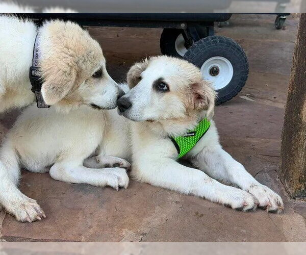 Medium Photo #2 Great Pyrenees Puppy For Sale in Spring, TX, USA