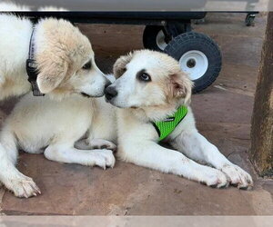 Rowen - Male Great Pyrenees Dog for Adoption - Photo #2