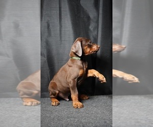 Medium Doberman Pinscher