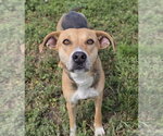 Small #2 Beagle-German Shepherd Dog Mix