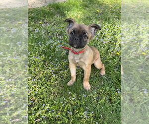 French Bulldog-Unknown Mix Dogs for adoption in Brewster, NY, USA