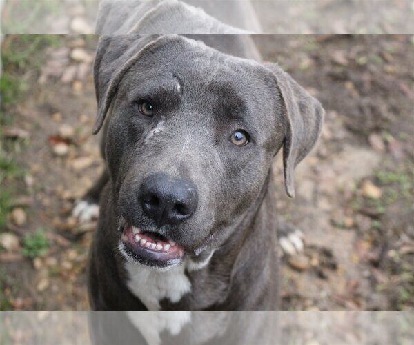 Medium Photo #1 Labrador Retriever-Unknown Mix Puppy For Sale in Jackson, MS, USA