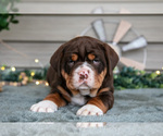 Small Photo #13 Beabull Puppy For Sale in MILLERSBURG, OH, USA