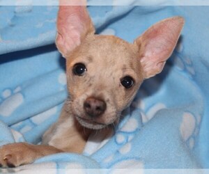 Medium Chihuahua