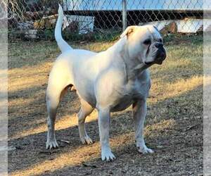 American Bulldog Puppy for sale in TULSA, OK, USA