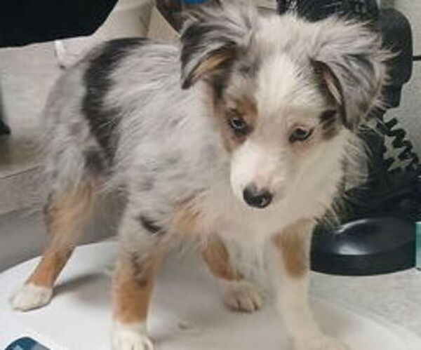 Medium Photo #1 Miniature Australian Shepherd Puppy For Sale in MILTON, WI, USA