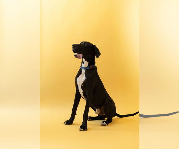 Medium Photo #20 Great Dane Puppy For Sale in Buffalo, MN, USA