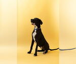 Small #19 Great Dane