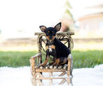 Puppy 0 Miniature Pinscher