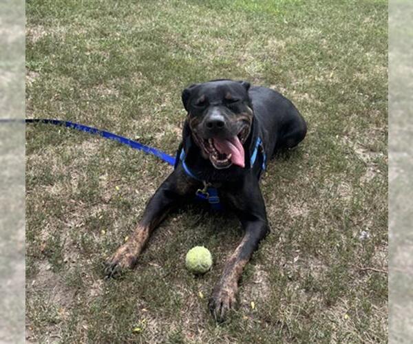 Medium Photo #3 Rottweiler-Unknown Mix Puppy For Sale in Boston, MA, USA