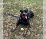 Small #2 Rottweiler Mix