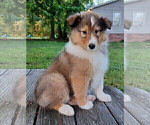 Puppy 3 Collie