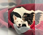 Small #1 American Pit Bull Terrier Mix