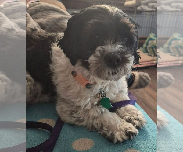 Medium Photo #2 La-Chon Puppy For Sale in pomfret, CT, USA