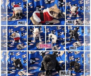 French Bulldog Puppy for sale in JACKSONVILLE, FL, USA
