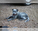 Small #1 Mutt