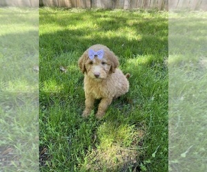 Jack Russell Terrier Puppy for sale in BELDING, MI, USA
