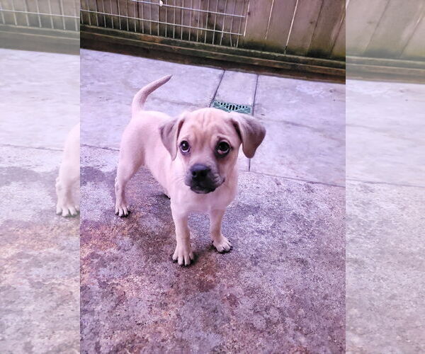 Medium Photo #2 Pug-Unknown Mix Puppy For Sale in Sequim, WA, USA