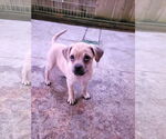 Small #1 Pug Mix