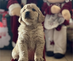 Golden Retriever Puppy for sale in HIGHLAND, CA, USA