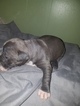 Small Photo #10 American Pit Bull Terrier Puppy For Sale in GRIFFIN, GA, USA