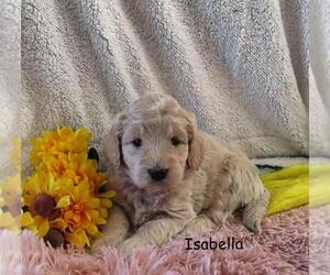 Goldendoodle Puppy for sale in GREENBANK, PA, USA