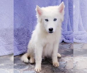 Siberian Husky Puppy for sale in SANDY HOOK, KY, USA