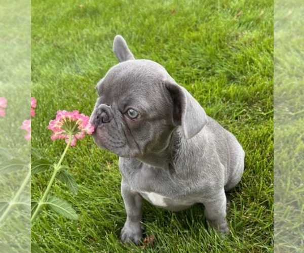 Medium Photo #5 French Bulldog Puppy For Sale in ALLEGAN, MI, USA