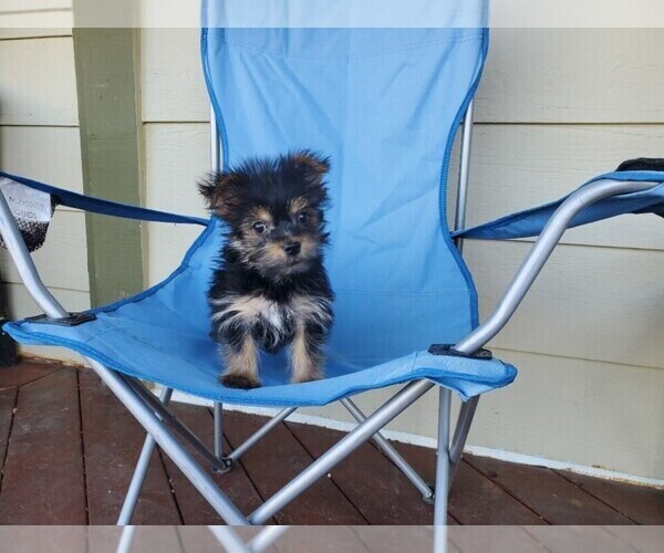 Medium Photo #5 Morkie Puppy For Sale in SANTA CLARITA, CA, USA