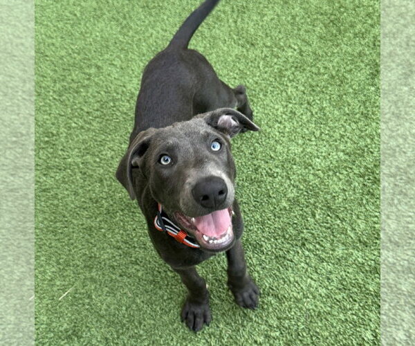 Medium Photo #2 Labrador Retriever-Unknown Mix Puppy For Sale in Fort Worth, TX, USA