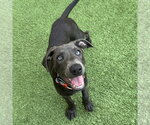Small #1 Labrador Retriever Mix