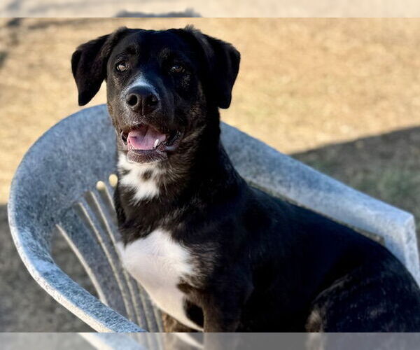 Medium Photo #3 Australian Shepherd-Staffordshire Bull Terrier Mix Puppy For Sale in Santa Cruz, CA, USA