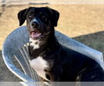 Small #2 Australian Shepherd-Staffordshire Bull Terrier Mix